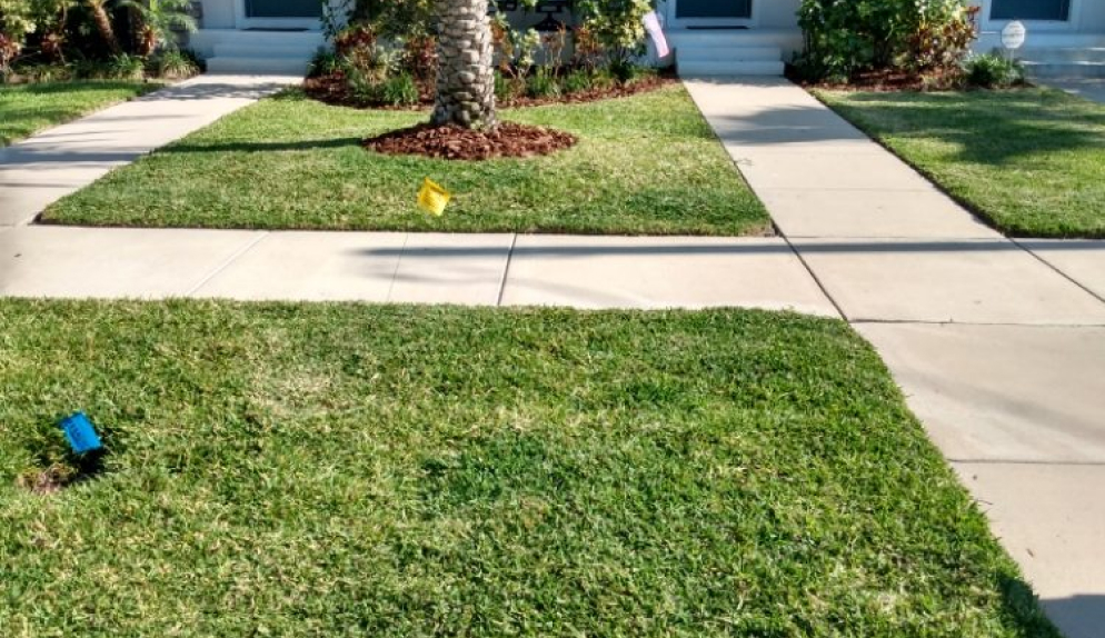 Grass or Lawn